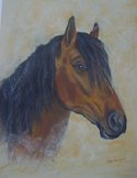 Coquin le cheval