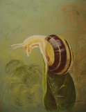 L'escargot